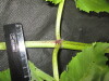 Thumbnail IMG_3552.JPG 