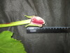 Thumbnail IMG_3554.JPG 