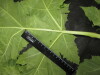 Thumbnail IMG_3555.JPG 