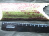 Thumbnail IMG_3557.JPG 