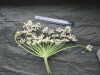 Thumbnail IMG_3561.JPG 