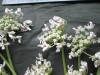 Thumbnail IMG_3562.JPG 