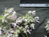 Thumbnail IMG_3563.JPG 