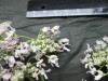 Thumbnail IMG_3564.JPG 
