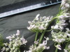 Thumbnail IMG_3565.JPG 
