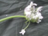 Thumbnail IMG_3566.JPG 