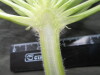 Thumbnail IMG_3568.JPG 