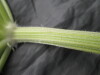 Thumbnail IMG_3570.JPG 