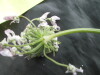 Thumbnail IMG_3571.JPG 