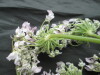 Thumbnail IMG_3572.JPG 