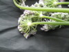 Thumbnail IMG_3573.JPG 