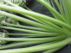 Thumbnail IMG_3574.JPG 