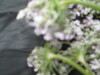 Thumbnail IMG_3575.JPG 