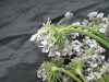Thumbnail IMG_3576.JPG 