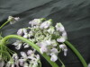 Thumbnail IMG_3577.JPG 