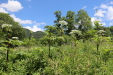 Thumbnail 10.JPG 