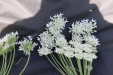Thumbnail 129.JPG 