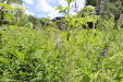 Thumbnail 13.JPG 