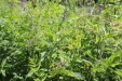 Thumbnail 14.JPG 