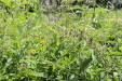 Thumbnail 15.JPG 