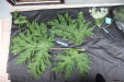 Thumbnail 158.JPG 