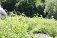 Thumbnail 16.JPG 