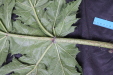 Thumbnail 162.JPG 
