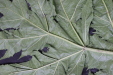 Thumbnail 163.JPG 