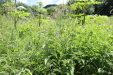 Thumbnail 17.JPG 