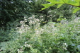 Thumbnail 20.JPG 