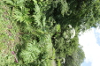 Thumbnail 21.JPG 