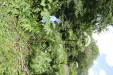 Thumbnail 23.JPG 