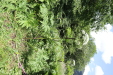 Thumbnail 25.JPG 