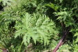 Thumbnail 26.JPG 