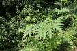 Thumbnail 27.JPG 