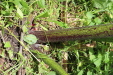 Thumbnail 28.JPG 