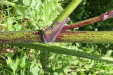 Thumbnail 29.JPG 
