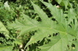 Thumbnail 32.JPG 