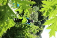 Thumbnail 36.JPG 