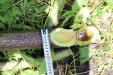 Thumbnail 38.JPG 