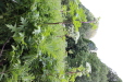 Thumbnail 41.JPG 