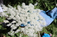 Thumbnail 43.JPG 