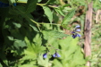 Thumbnail 55.JPG 