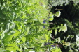 Thumbnail 58.JPG 