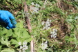 Thumbnail 59.JPG 
