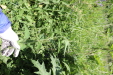 Thumbnail 71.JPG 