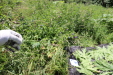 Thumbnail 73.JPG 