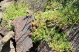 Thumbnail 74.JPG 