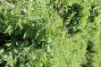 Thumbnail 76.JPG 