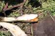 Thumbnail 89.JPG 